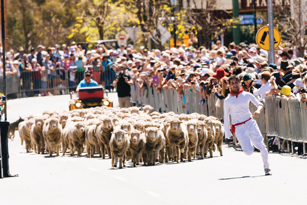 Read more about the article Jorge and the Running of the Sheep